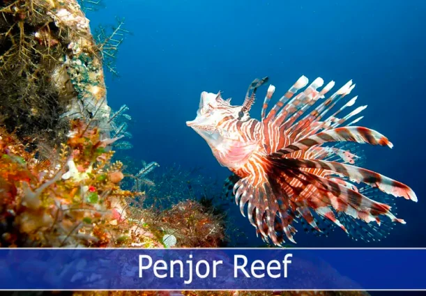 Lionfish glide toward the coral reef